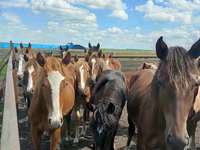 암말, Horse breed — 사진 8