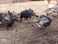 Turkeys — عکس 2
