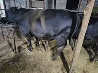 گاو نر, آبرادین-آنگوس — عکس 5