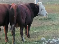 Ταύρος, Simmental cattle — φωτογραφία 4