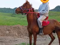 Aygır, Anglo-Arabian — foto 3