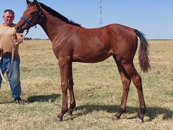Pastuv, Thoroughbred horse