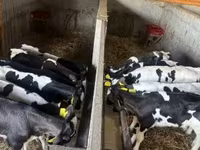 황소, Russian Black pied cattle — 사진 3