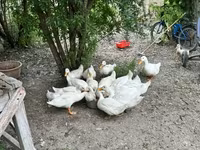 Pekin german — foto 3