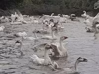 Geese — عکس 2