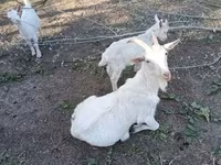 Echki, Saanen goat — 3-rasm