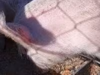 Prasnice, Prasata — foto 5