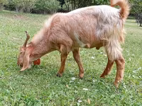 بز ماده, بز — عکس 7
