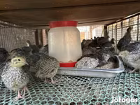 Quails — foto 2