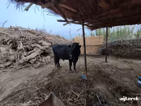 公牛, Cattle — 照片 3
