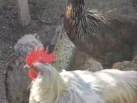 Chickens — รูปภาพ 1