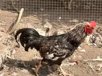 Chickens — fotografija 1