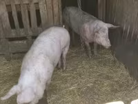 Babi (batch, jenis kelamin tidak disebutkan), Pigs — foto 6