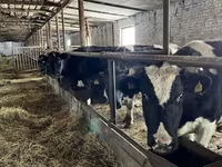گاو ماده, Swiss cattle — عکس 4