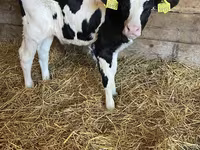 Bovinos (lote, sexo no especificado), Aberdeen-Angus — foto 6