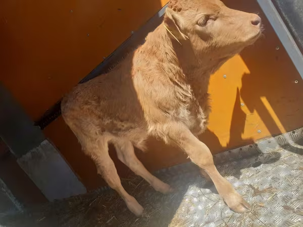 گاو و گوساله (گروه، جنسیت مشخص نشده), Simmental cattle — لهستان