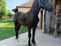 Kůň, Koně — foto 3