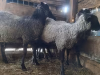 Beran, Romanov sheep — foto 5