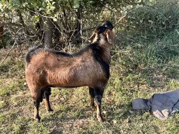 Capra, Nubian Goat