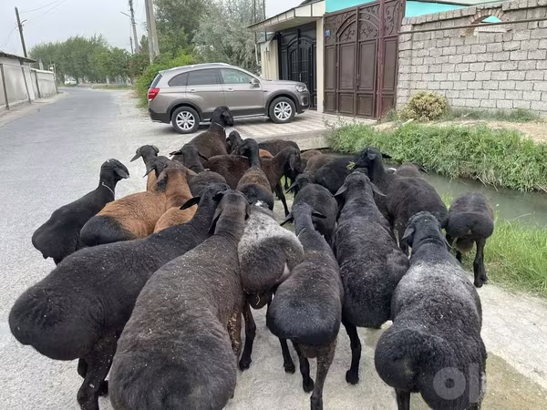 Koç, Koyunlar