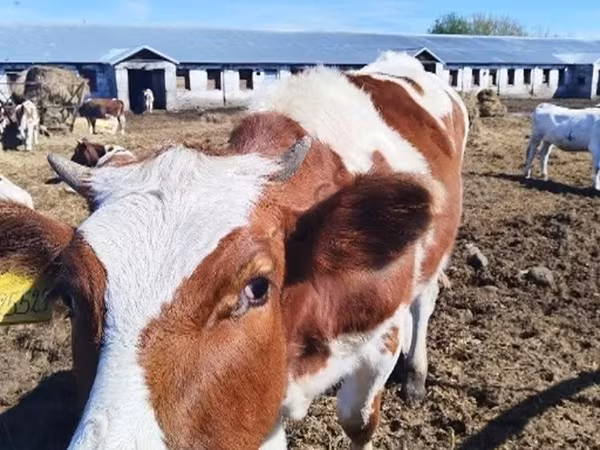 Cow, Holstein breed — Russia