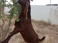 Bock, Kamori goats — foto 4
