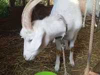 Kambing betina, Saanen goat — foto 3