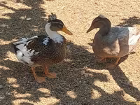 Ducks — foto 3
