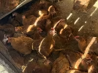 Chickens — zdjęcie 2