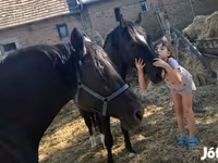 ม้าตัวผู้, Nonius horse — รูปภาพ 3