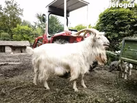 Kambing jantan, Goats — foto 3