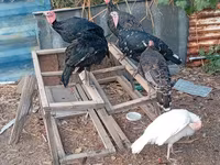 Turkeys — عکس 2