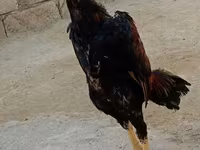 Chickens — Foto 6