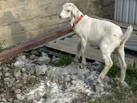 بھیڑ, Tian-Shan semifinewool sheep — تصویر 3