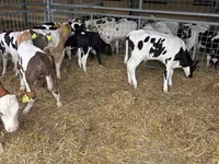 گاو نر, Simmental cattle — عکس 2