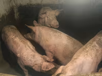Мегежін, Шошқалар — 3-сурет