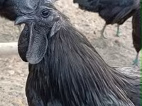 Ayam Cemani — zdjęcie 2