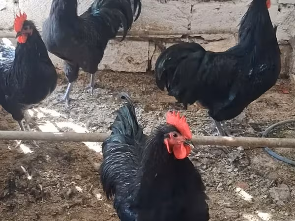 Chickens