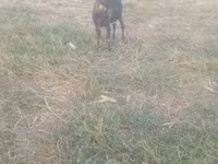Kambing jantan, Goats — foto 5