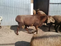 بز نر, Beetal goats — عکس 2