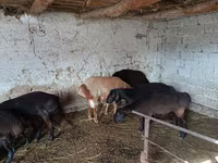 بھیڑ, بھیڑیں — تصویر 2