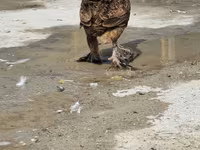 Chickens — fotografija 6