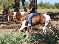 Horse (M), American paint horse — photo 3