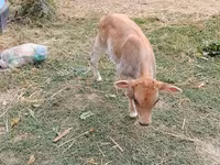 Bou, Bovine — foto 4