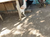 Brahma — foto 1