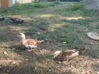 Domestic Muscovy — sawirka 4