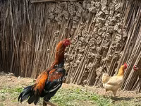 Chickens — 1-rasm