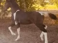 Hingst, Dutch warmblood horse — foto 4