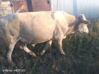 گاو نر, Simmental cattle — عکس 2