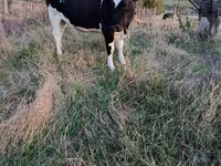 Krava, Russian Black pied cattle — fotografija 2